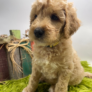Goldendoodle Puppy Shooter
