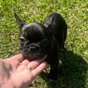 French Bulldog Puppy Lulu