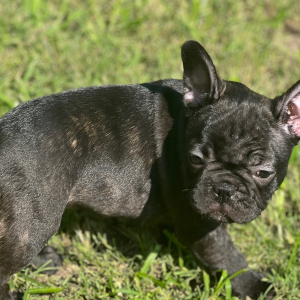 French Bulldog Puppy Lulu