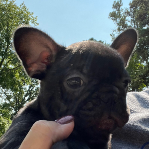 French Bulldog Puppy Lulu