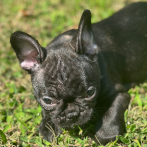 French Bulldog Puppy Lulu