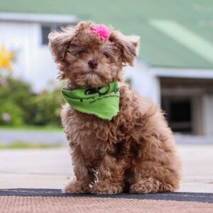 Havapoo Puppy Rita