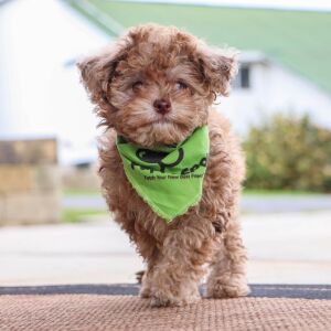 Havapoo Puppy Rita
