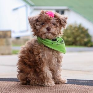 Havapoo Puppy Rita