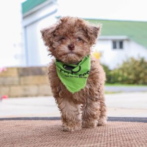 Havapoo Puppy Rita
