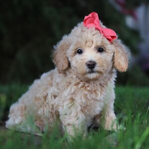 Bichonpoo Puppy Hailey