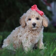 Bichonpoo Puppy Hailey