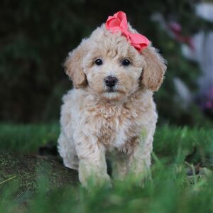 Bichonpoo Puppy Hailey