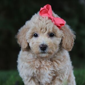 Bichonpoo Puppy Hailey
