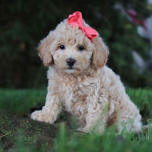 Bichonpoo Puppy Hailey