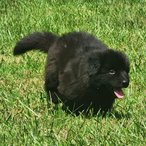 German Shepherd Dog Puppy Kiara