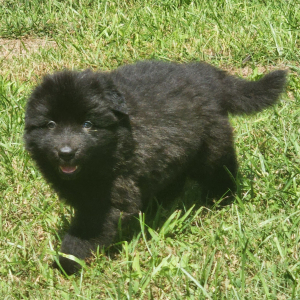 German Shepherd Dog Puppy Kiara