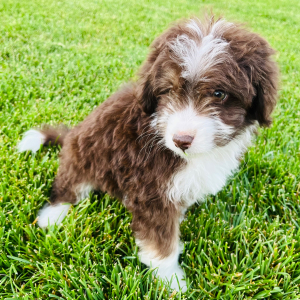 Aussiedoodle Puppy Eddie