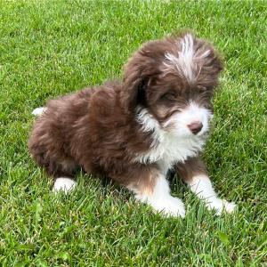 Aussiedoodle Puppy Eddie