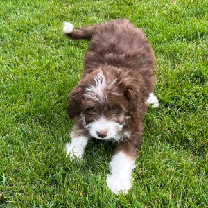 Aussiedoodle Puppy Eddie