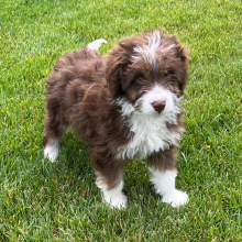 Aussiedoodle Puppy Eddie