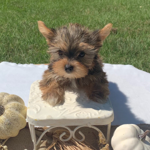 Yorkshire Terrier Puppy Hayle