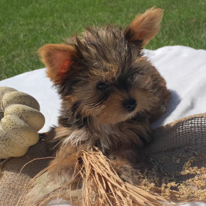 Yorkshire Terrier Puppy Hayle