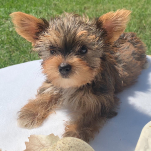 Yorkshire Terrier Puppy Hayle