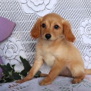 Cavapoo Puppy Macy