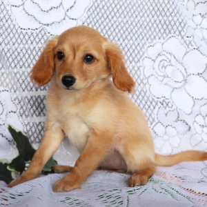 Cavapoo Puppy Macy
