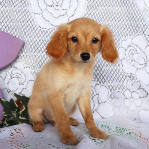 Cavapoo Puppy Macy
