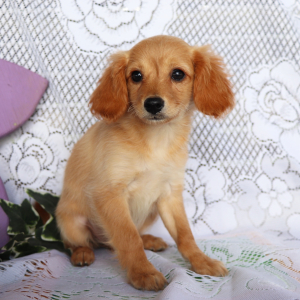 Cavapoo Puppy Macy