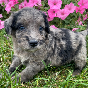 Goldendoodle Puppy Georgia