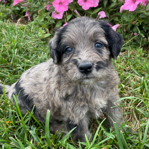 Goldendoodle Puppy Georgia