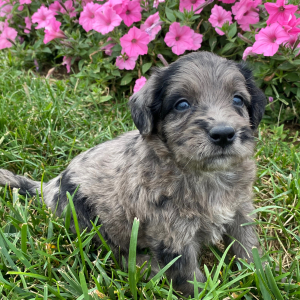 Goldendoodle Puppy Georgia