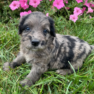 Goldendoodle Puppy Georgia