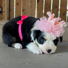 Australian Shepherd Puppy Marsha Mello