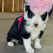 Australian Shepherd Puppy Marsha Mello