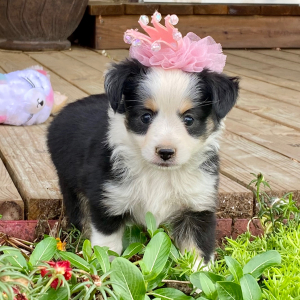 Australian Shepherd Puppy Marsha Mello