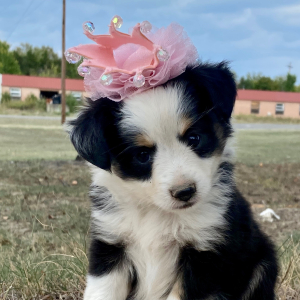 Australian Shepherd Puppy Marsha Mello