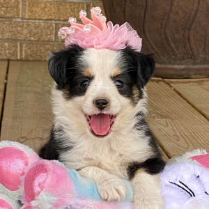 Australian Shepherd Puppy Marsha Mello