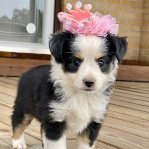 Australian Shepherd Puppy Marsha Mello