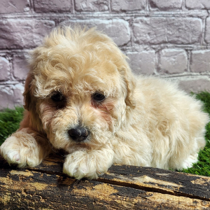 Bichonpoo Puppy Ashley