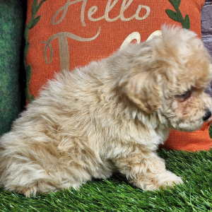 Bichonpoo Puppy Ashley
