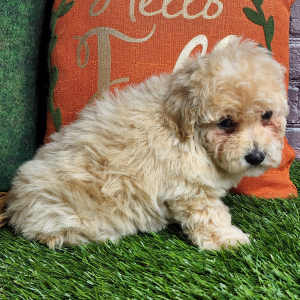 Bichonpoo Puppy Ashley