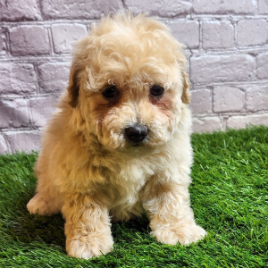 Bichonpoo Puppy Ashley
