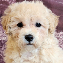 Bichonpoo Puppy Ashley