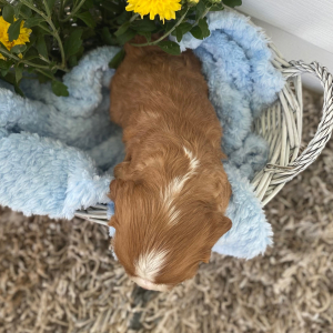 Cavalier King Charles Spaniel Puppy Conner