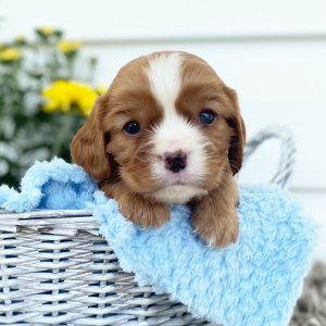 Cavalier King Charles Spaniel Puppy Conner