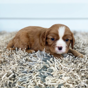 Cavalier King Charles Spaniel Puppy Conner