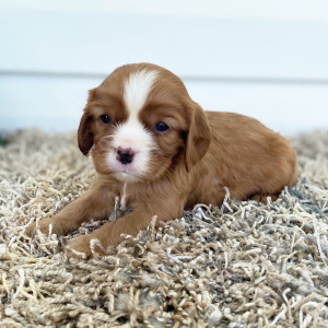 Cavalier King Charles Spaniel Puppy Conner