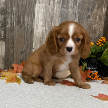 Cavalier King Charles Spaniel Puppy Conner