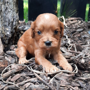 Cavapoo Puppy Ron