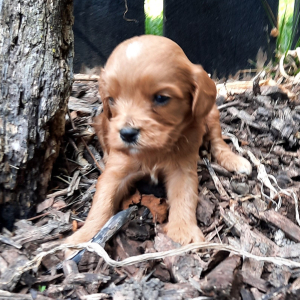Cavapoo Puppy Ron