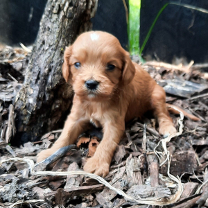 Cavapoo Puppy Ron